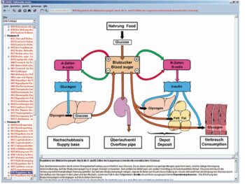 Hormone, Hormonsysteme und Steuerung
