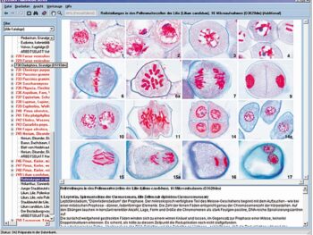 Zellteilung und Reifeteilung (Mitose und Meiose)