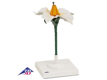 Kartoffelblüte