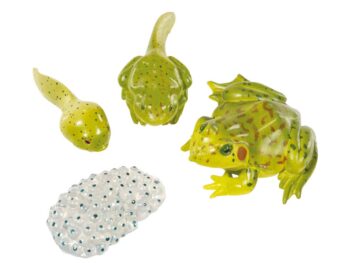 Lebenszyklus-Figuren: Frosch