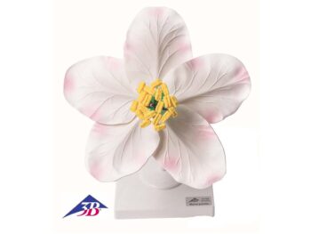 Apfelblüte