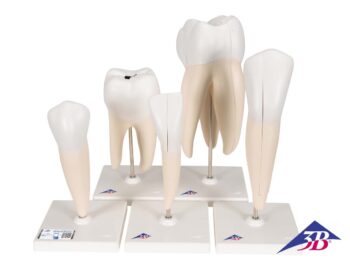 Zahnmodelle - 5 Modelle