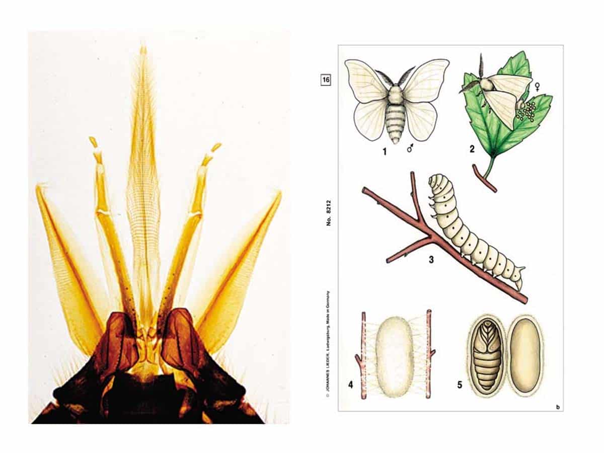 Präparate - Insekten – Bild 1