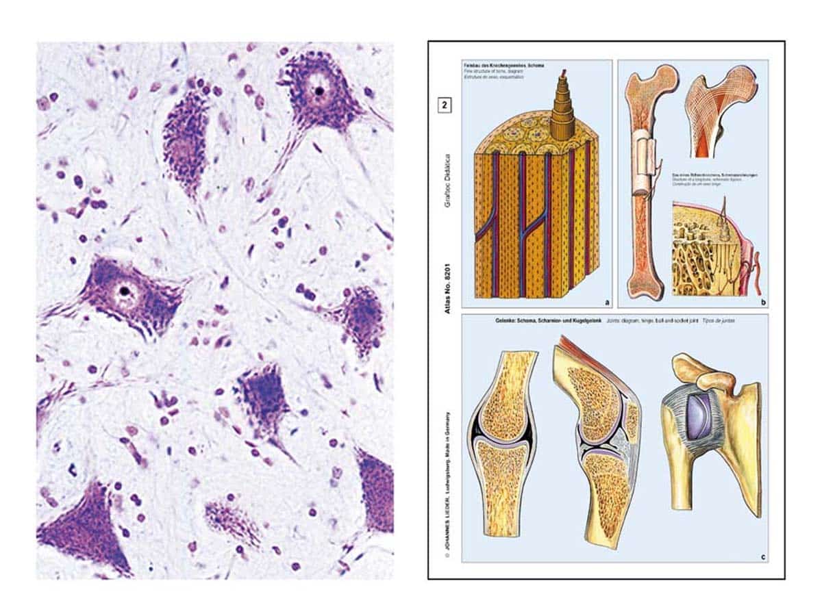 Präparate - Die Tierzelle (Cytologie) – Bild 1