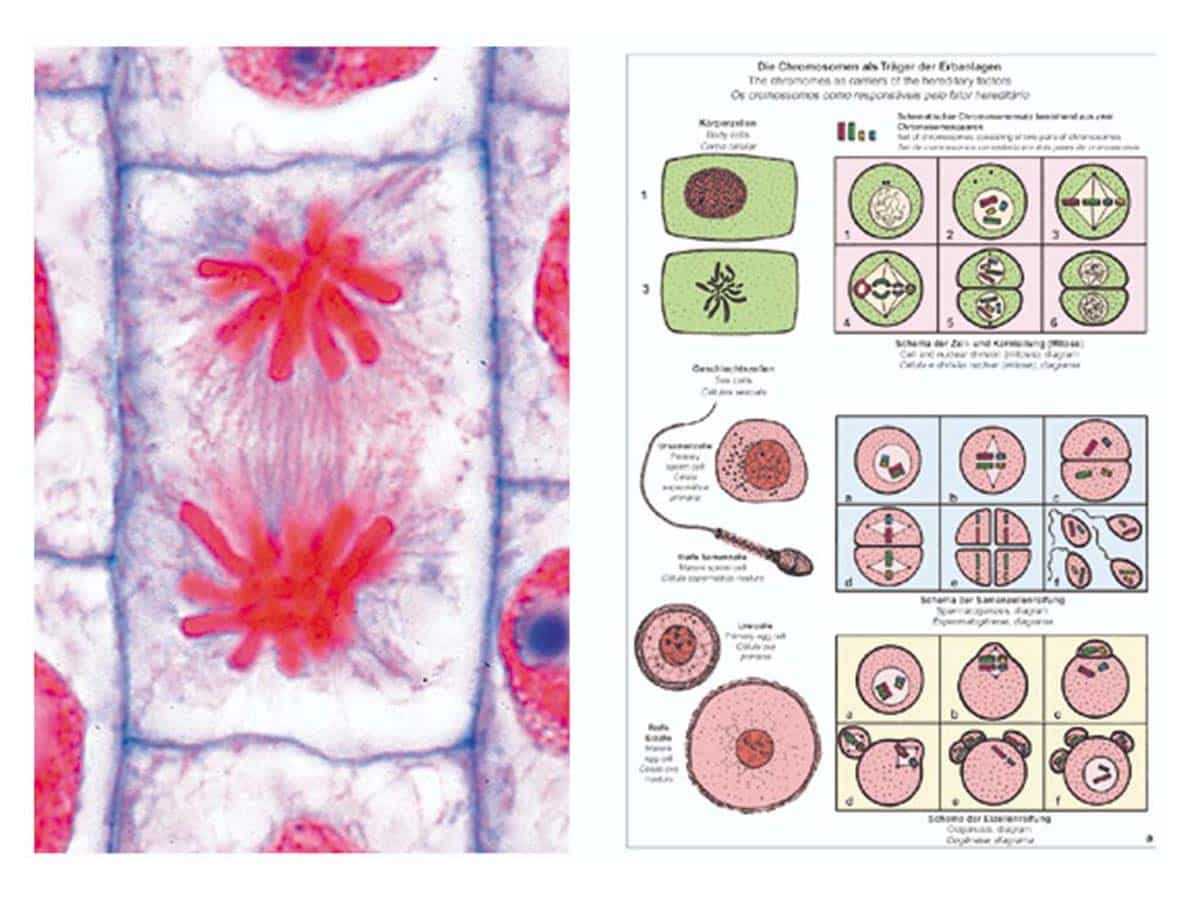 Präparate - Mitose und Meiose (Zellteilung) – Bild 1