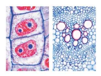 Präparate - Die Pflanzenzelle (Cytologie)