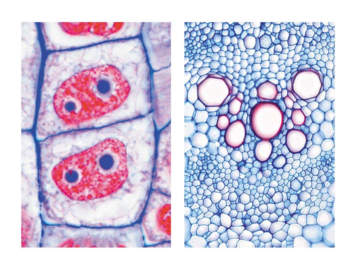 Präparate - Die Pflanzenzelle (Cytologie) – Bild 1