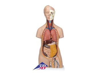 Anatomie-Mensch