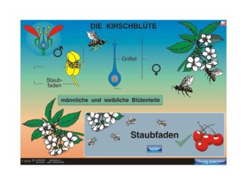 Digitale Arbeitsmaterialien